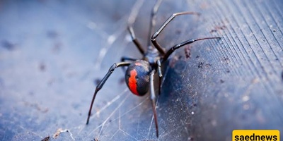 Male Spiders Seem to Sacrifice Themselves—But Their Strange Escape Has a Genetic Secret