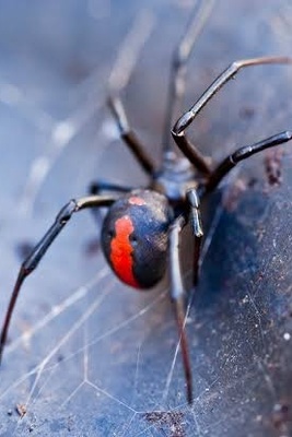 Male Spiders Seem to Sacrifice Themselves—But Their Strange Escape Has a Genetic Secret