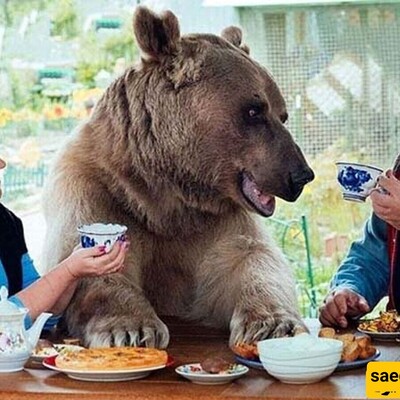 Incredible Video of Wild American Bears Ringing Doorbells to Get Food — Have You Ever Seen Such Polite Bears?!