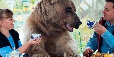 Incredible Video of Wild American Bears Ringing Doorbells to Get Food — Have You Ever Seen Such Polite Bears?!