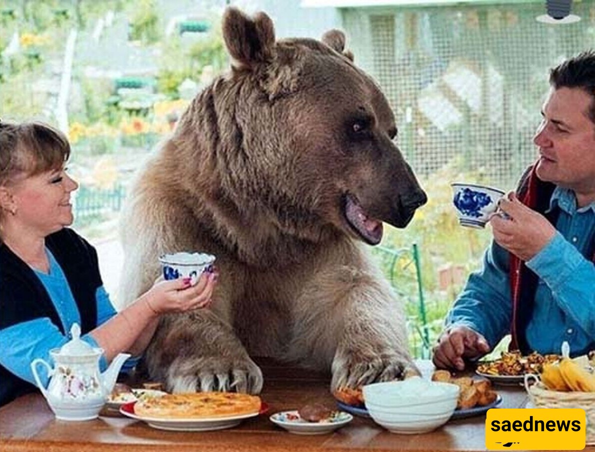 Incredible Video of Wild American Bears Ringing Doorbells to Get Food — Have You Ever Seen Such Polite Bears?!
