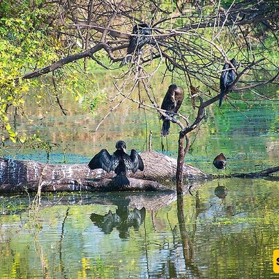 Keoladeo National Park / A Natural Paradise in India!
