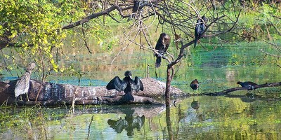 Keoladeo National Park / A Natural Paradise in India!