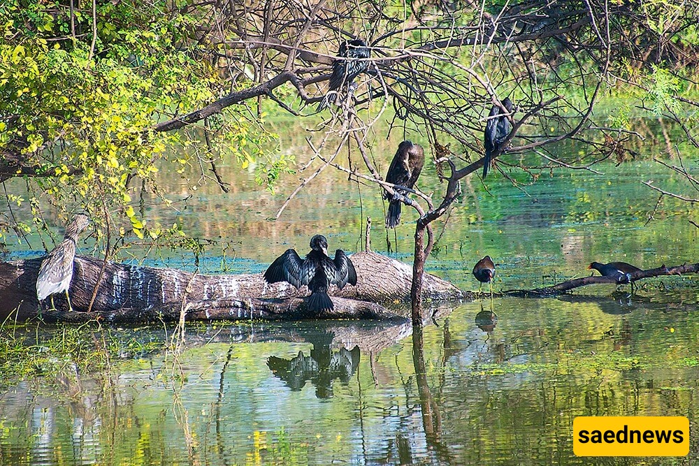 Keoladeo National Park / A Natural Paradise in India!