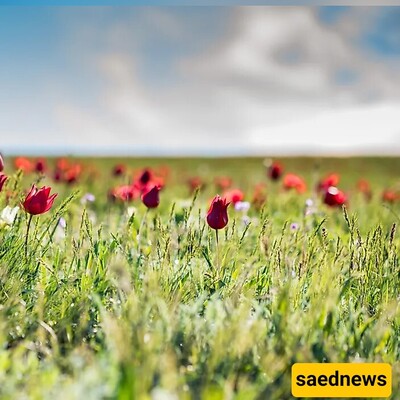 Exploring the Native Plant Species of Iran: A Natural Treasure Trove