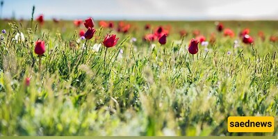 Exploring the Native Plant Species of Iran: A Natural Treasure Trove