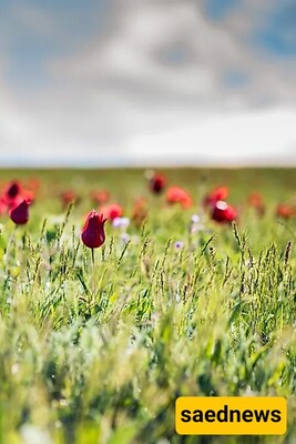 Exploring the Native Plant Species of Iran: A Natural Treasure Trove