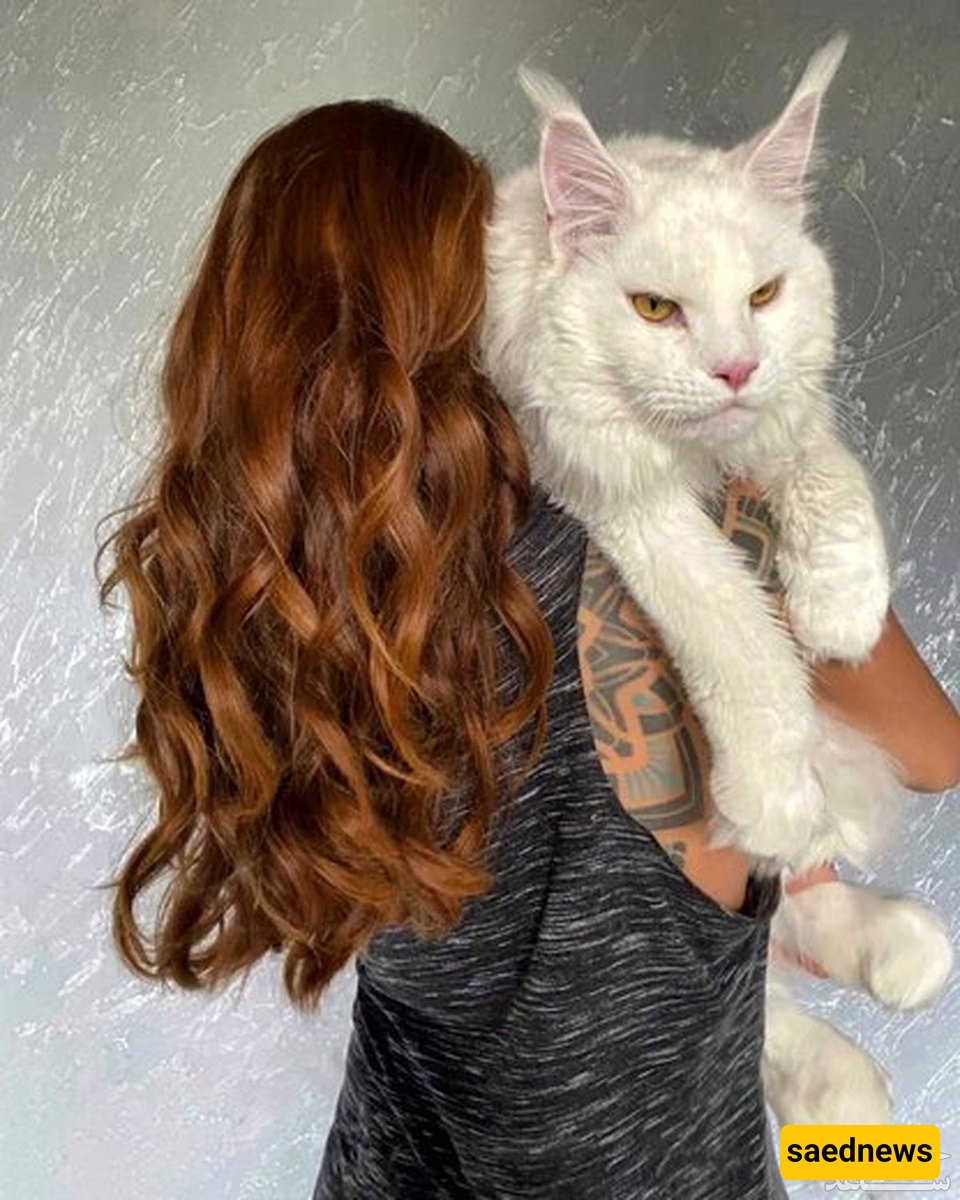 Meet the World's Biggest Cat!
