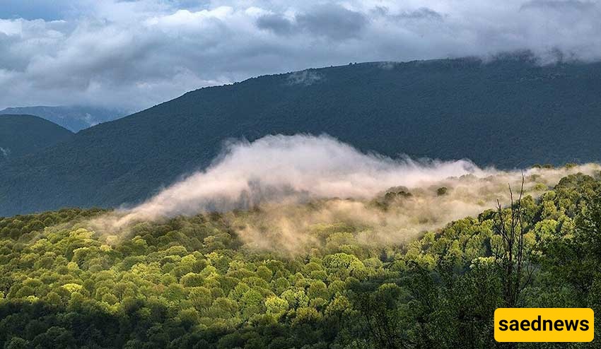 Hyrcanian (Hirkanian) Forests of Mazandaran
