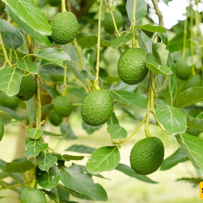 Avocado Tree Pests and Effective Ways to Control Them