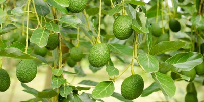 Avocado Tree Pests and Effective Ways to Control Them