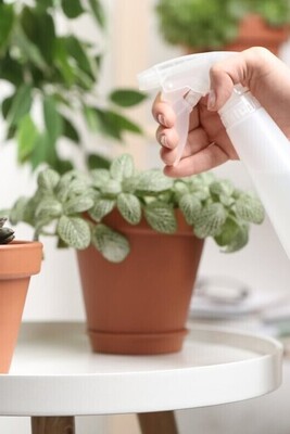 When Should Fungicides Be Used For Plants?