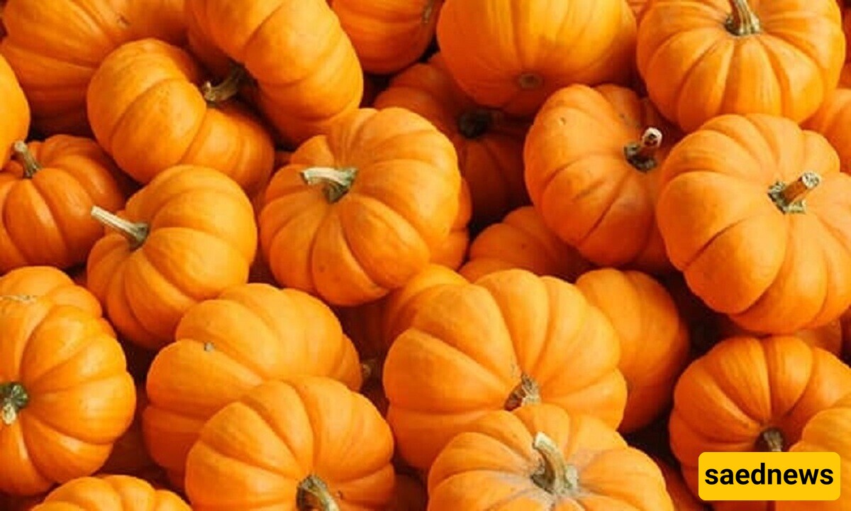 Pumpkin 