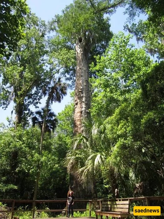 tree