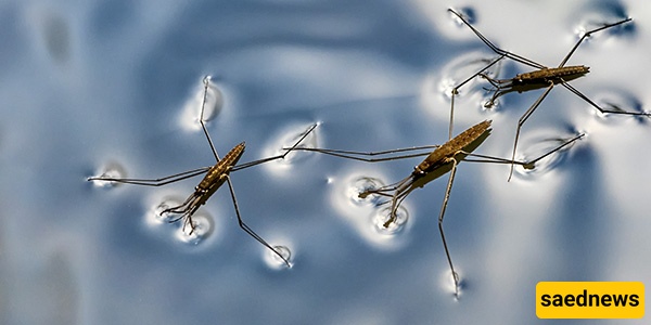 Water strider 
