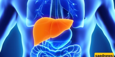 The Liver Could Live for Thousands of Years But the Brain and Heart Limit Human Lifespan