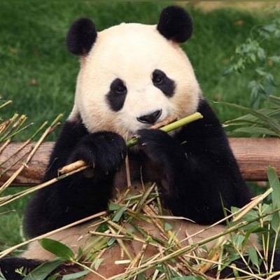 [VIDEO] Watch How California Welcomes Two New Giant Pandas from China in Historical Arrival