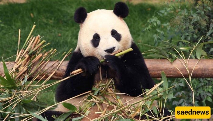 [VIDEO] Watch How California Welcomes Two New Giant Pandas from China in Historical Arrival