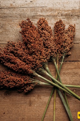 Brown Sumac Is More Than a Spice: The Surprising Benefits You Should Know