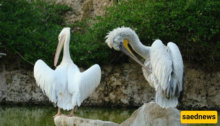 Kish Bird Park