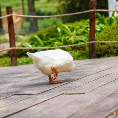 Why Does a Domestic Duck Limp? Causes and Effective Treatment Options