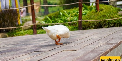 Why Does a Domestic Duck Limp? Causes and Effective Treatment Options