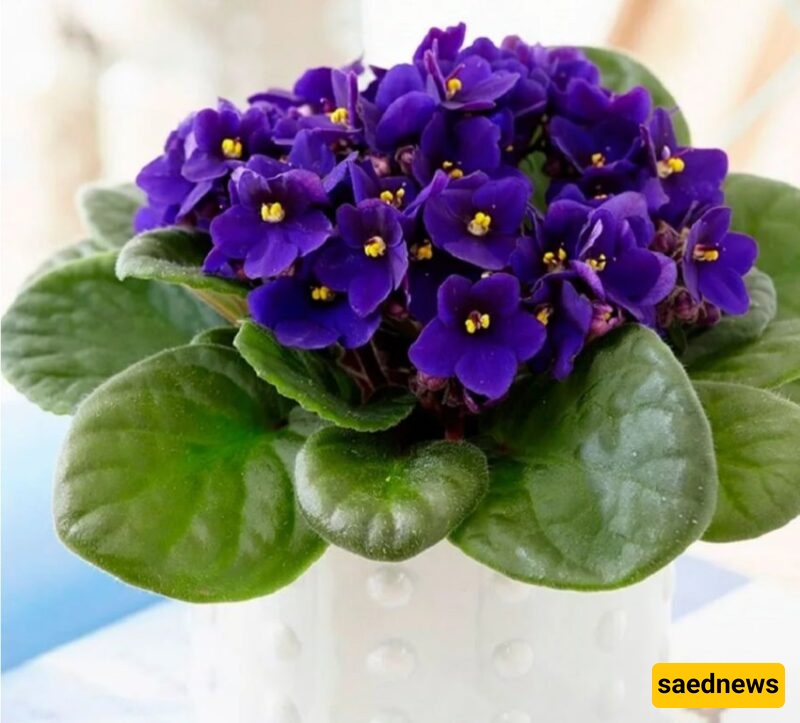 African Violet