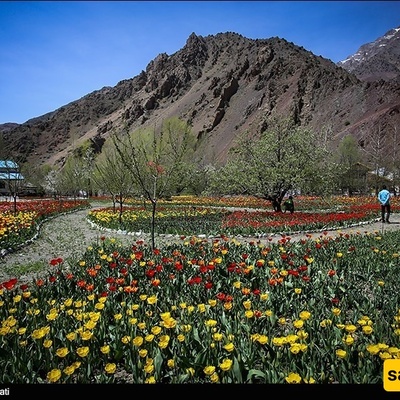 Gachsar Tulip Garden: A Stunning Floral Paradise in Iran’s Alborz Mountains