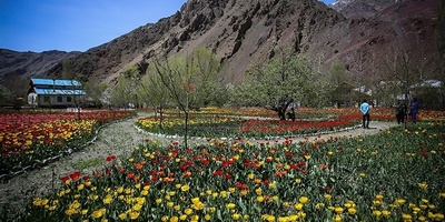 Gachsar Tulip Garden: A Stunning Floral Paradise in Iran’s Alborz Mountains