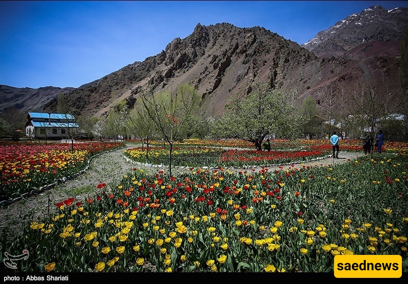 Gachsar Tulip Garden: A Stunning Floral Paradise in Iran’s Alborz Mountains