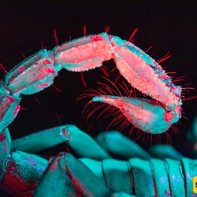From Flowers to Snow: How Ultraviolet Vision Helps Animals Survive