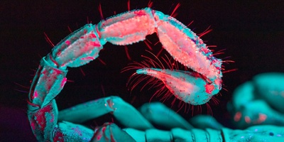 From Flowers to Snow: How Ultraviolet Vision Helps Animals Survive
