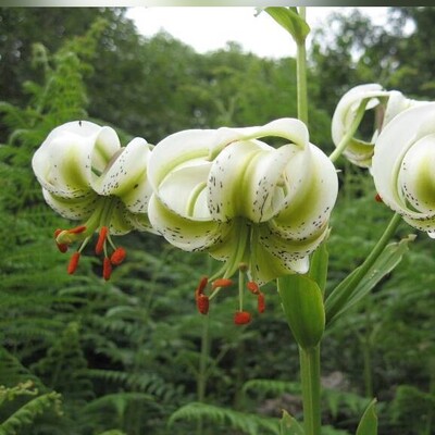 Sousan-e Chehel Cheraagh: Iran’s Enchanting National Flower