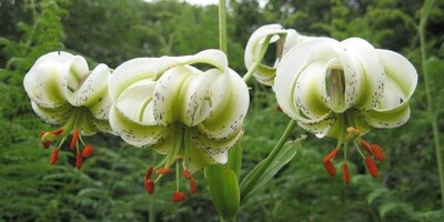 Sousan-e Chehel Cheraagh: Iran’s Enchanting National Flower