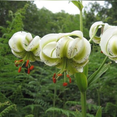 Sousan-e Chehel Cheraagh: Iran’s Enchanting National Flower