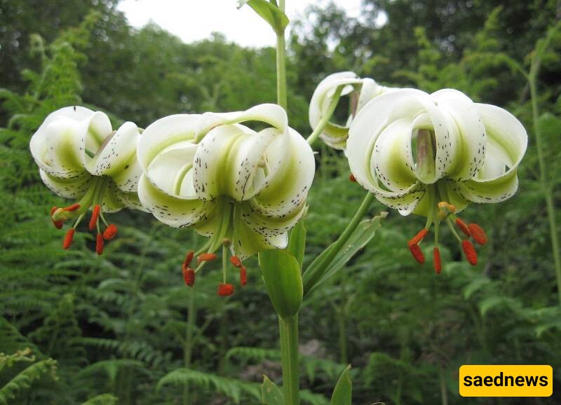 Sousan-e Chehel Cheraagh: Iran’s Enchanting National Flower