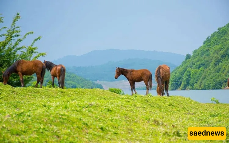 Lafour Dam