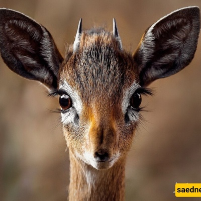 A Deer Strangely Hunted a Snake! + Photo
