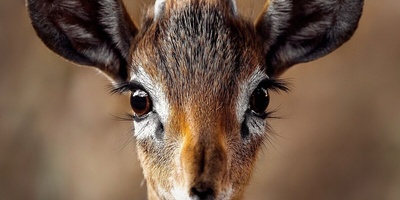 A Deer Strangely Hunted a Snake! + Photo
