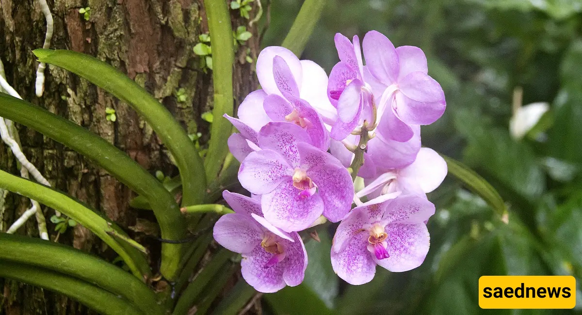 Orchid Plant