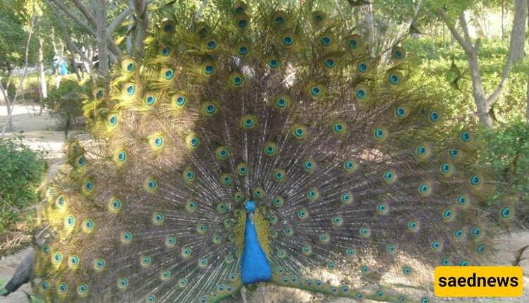 Kish Bird Park