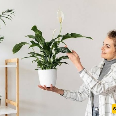 Check These Things Before Fertilizing A Plant That Is Not Growing