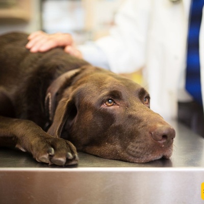 Do Dogs Get Headaches? Common Signs and Causes