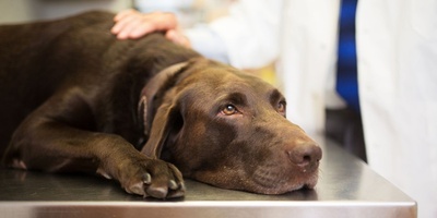 Do Dogs Get Headaches? Common Signs and Causes