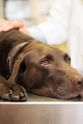 Do Dogs Get Headaches? Common Signs and Causes