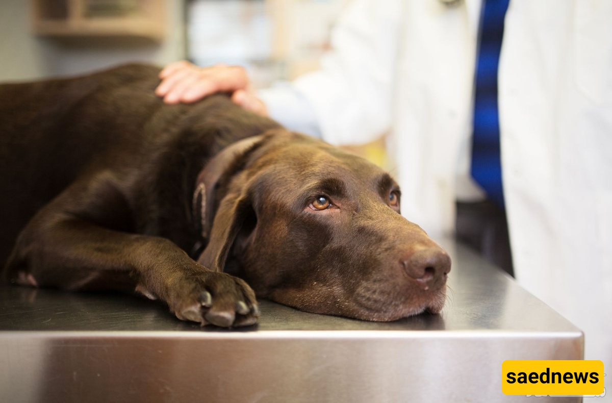 Do Dogs Get Headaches? Common Signs and Causes