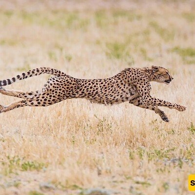 The Speed Demons of Nature: Unraveling the Secrets of Cheetah Agility and the Endangered Iranian Cheetah