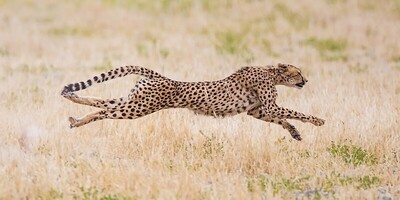 The Speed Demons of Nature: Unraveling the Secrets of Cheetah Agility and the Endangered Iranian Cheetah