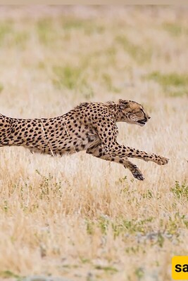 The Speed Demons of Nature: Unraveling the Secrets of Cheetah Agility and the Endangered Iranian Cheetah