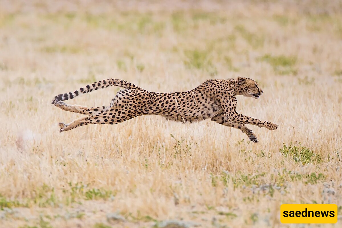 The Speed Demons of Nature: Unraveling the Secrets of Cheetah Agility and the Endangered Iranian Cheetah